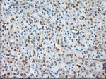 BSG Antibody in Immunohistochemistry (Paraffin) (IHC (P))