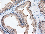 BSG Antibody in Immunohistochemistry (Paraffin) (IHC (P))