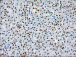 BSG Antibody in Immunohistochemistry (Paraffin) (IHC (P))