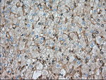 BSG Antibody in Immunohistochemistry (Paraffin) (IHC (P))