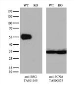 BSG Antibody