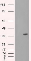 BSG Antibody in Western Blot (WB)