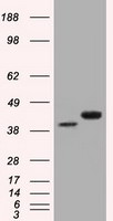 BSG Antibody in Western Blot (WB)