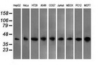 BSG Antibody in Western Blot (WB)