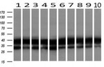 BSG Antibody in Western Blot (WB)