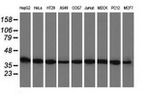 BSG Antibody in Western Blot (WB)