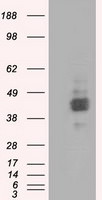 BSG Antibody in Western Blot (WB)