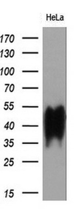 BSG Antibody in Western Blot (WB)