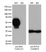 BSG Antibody in Western Blot (WB)