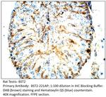 BST2 Antibody in Immunohistochemistry (IHC)