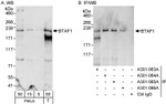 BTAF1 Antibody in Western Blot (WB)