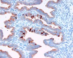 PAEP Antibody in Immunohistochemistry (Paraffin) (IHC (P))