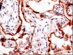 PAPPA Antibody in Immunohistochemistry (Frozen) (IHC (F))