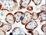 PAPPA Antibody in Immunohistochemistry (Paraffin) (IHC (P))