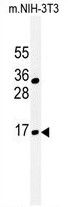 BTG1 Antibody in Western Blot (WB)