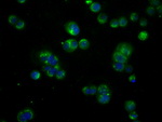 BTK Antibody in Immunocytochemistry (ICC/IF)