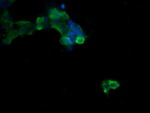 BTLA Antibody in Immunocytochemistry (ICC/IF)