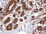 BTLA Antibody in Immunohistochemistry (Paraffin) (IHC (P))