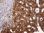 BTLA Antibody in Immunohistochemistry (Paraffin) (IHC (P))