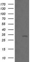 BTLA Antibody in Western Blot (WB)