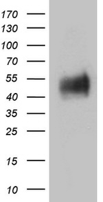 BTLA Antibody in Western Blot (WB)