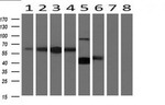 BTLA Antibody in Western Blot (WB)