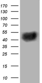 BTLA Antibody in Western Blot (WB)