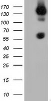 BTN1A1 Antibody in Western Blot (WB)