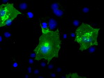 BTN3A2 Antibody in Immunocytochemistry (ICC/IF)