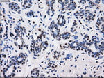 BTN3A2 Antibody in Immunohistochemistry (Paraffin) (IHC (P))