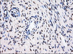 BTN3A2 Antibody in Immunohistochemistry (Paraffin) (IHC (P))