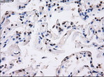 BTN3A2 Antibody in Immunohistochemistry (Paraffin) (IHC (P))