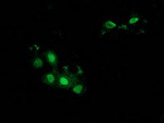 BTRC Antibody in Immunocytochemistry (ICC/IF)