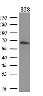 BTRC Antibody in Western Blot (WB)