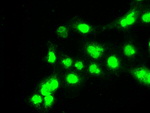 BUB1B Antibody in Immunocytochemistry (ICC/IF)