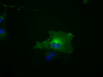 BUB1B Antibody in Immunocytochemistry (ICC/IF)