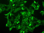 BUB1B Antibody in Immunocytochemistry (ICC/IF)