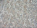 BUB1B Antibody in Immunohistochemistry (Paraffin) (IHC (P))