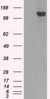 BUB1B Antibody in Western Blot (WB)