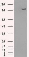 BUB1B Antibody in Western Blot (WB)