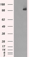 BUB1B Antibody in Western Blot (WB)