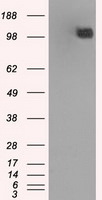 BUB1B Antibody in Western Blot (WB)