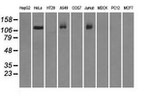 BUB1B Antibody in Western Blot (WB)