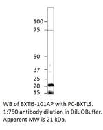 Beta crystallin S Antibody in Western Blot (WB)