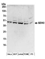 BZW2 Antibody in Western Blot (WB)