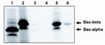 Bax Antibody in Western Blot (WB)