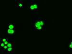 Bcl-XL Antibody in Immunocytochemistry (ICC/IF)