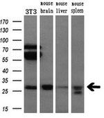 Bcl-XL Antibody in Western Blot (WB)