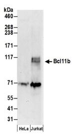 Bcl11b Antibody in Western Blot (WB)