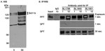 Bcl11b Antibody in Western Blot (WB)